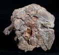Bargain Edmontosaurus Vertebrae - South Dakota #9884-3